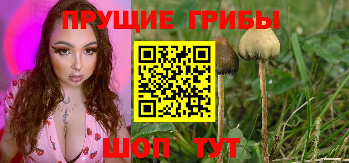 Галлюциногенные грибы мицелий  Вход с VPN  Псилоцибиновые грибы мицелий  Тайшет 